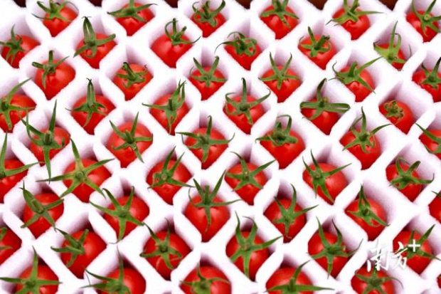 精包裝的界炮圣女果。